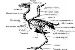 Особливості анатомічної будови птахів Курка частини тіла назви